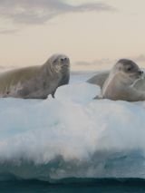 Antarctica in Depth on Scenic Eclipse 